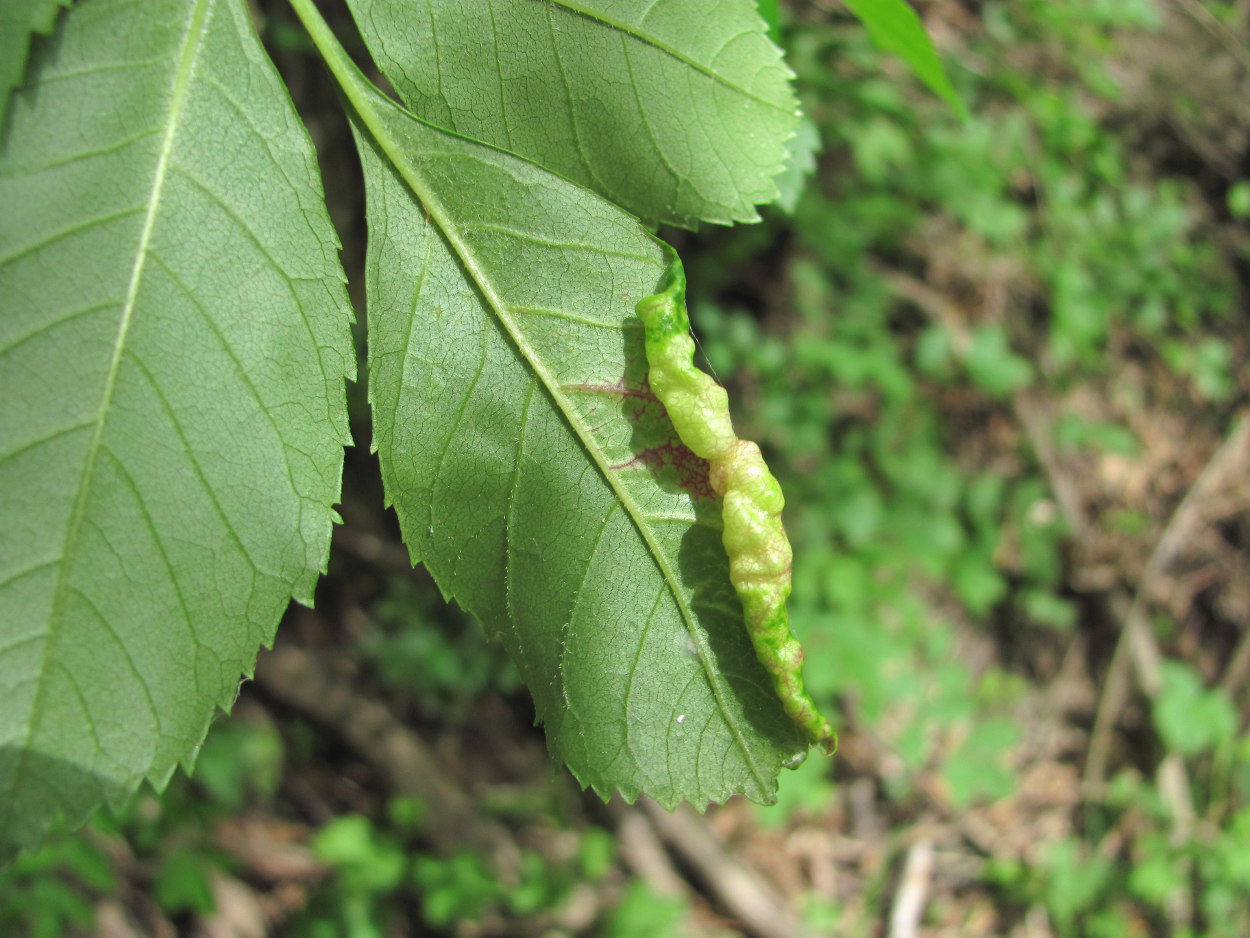 Image of Fraxinus excelsior specimen.