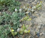 Astragalus xanthomeloides. Цветущее растение. Казахстан, Южно-Казахстанская обл., хр. Каратау. 28.04.2006.