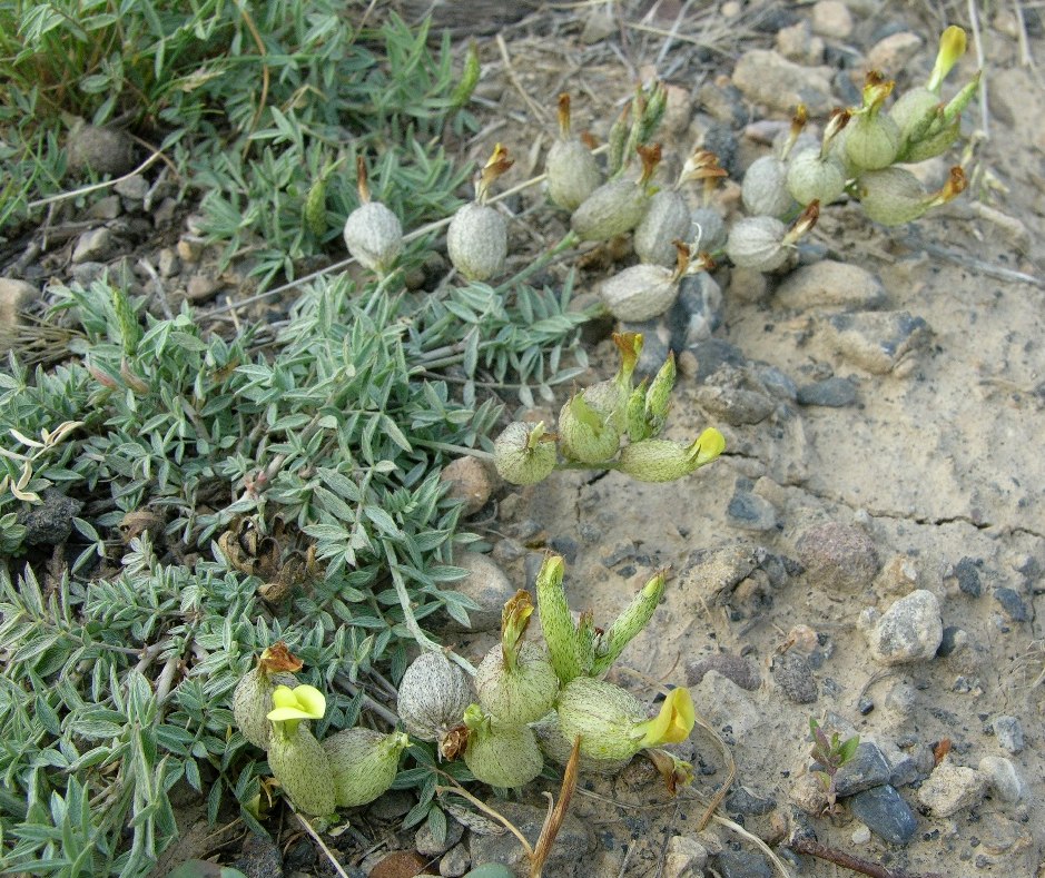 Image of Astragalus xanthomeloides specimen.