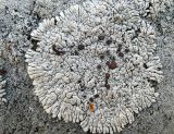 Lobothallia alphoplaca