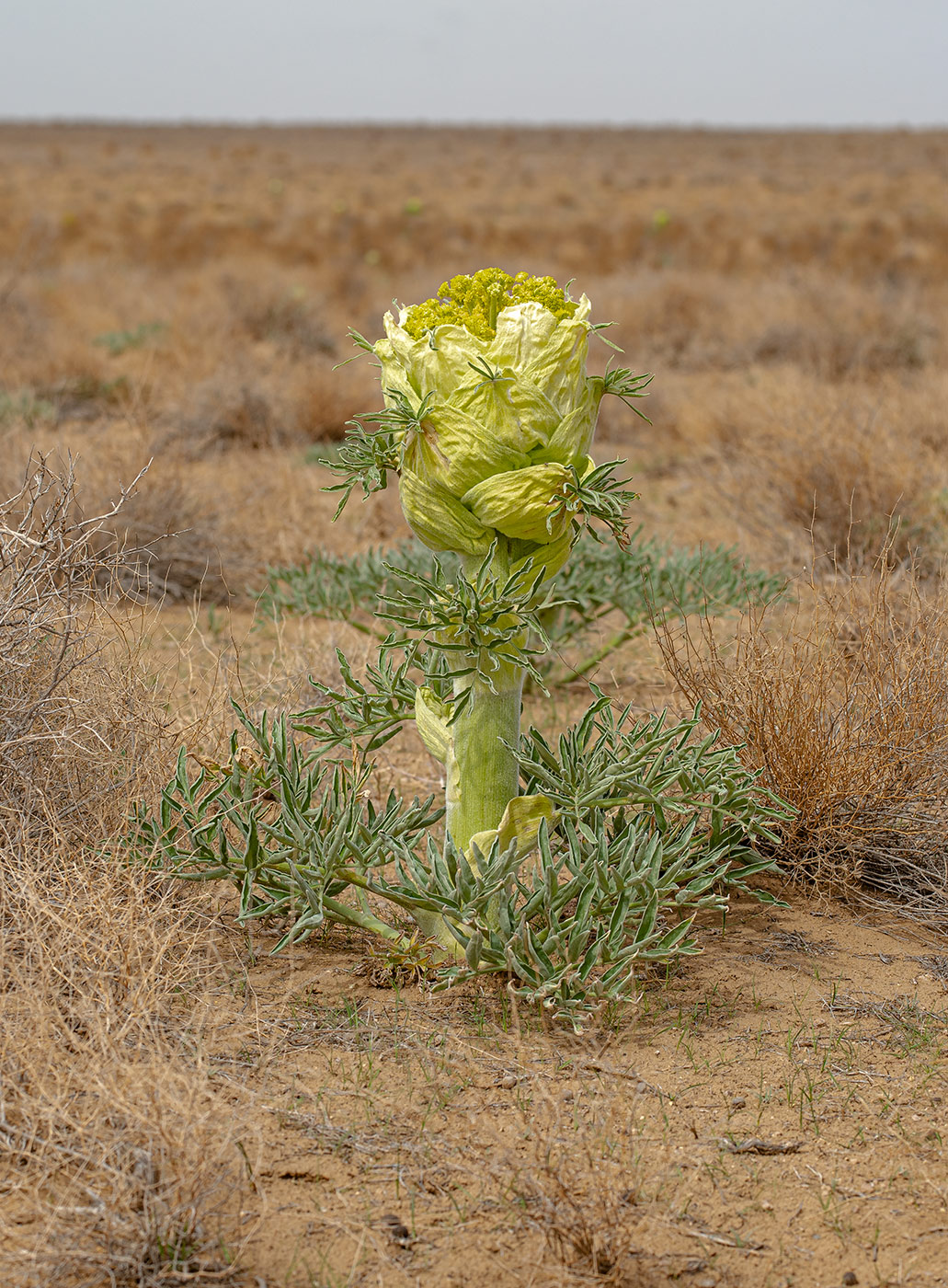 Изображение особи Ferula foetida.