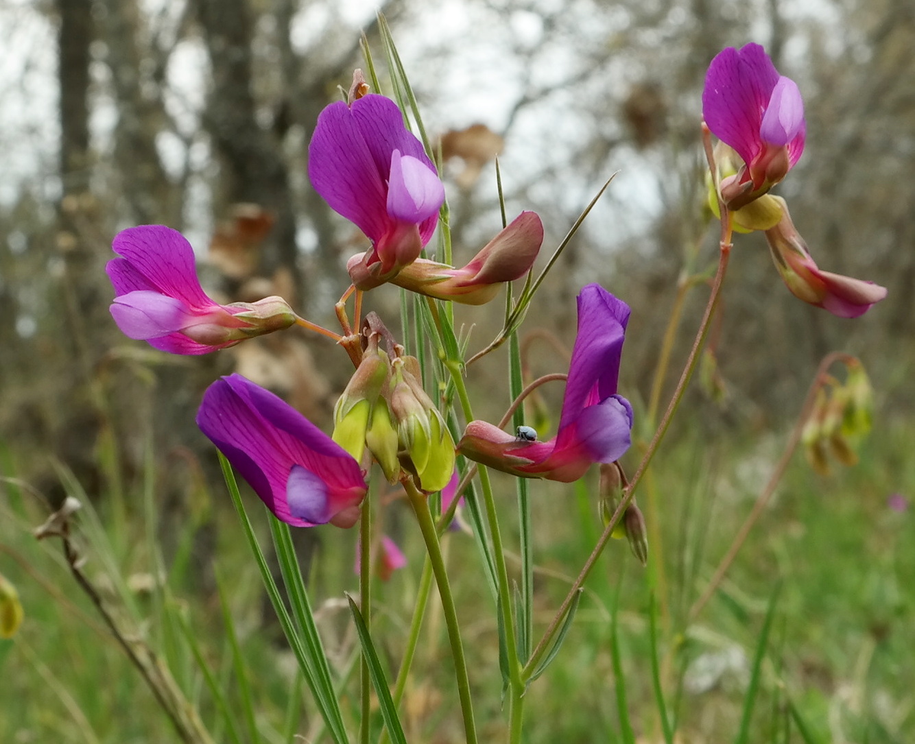 Изображение особи Lathyrus digitatus.