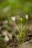 Ornithogalum woronowii. Цветущее растение. Краснодарский край, м/о г. Новороссийск, южный склон Маркотхского хребта, заросли грабинника. 02.05.2021.