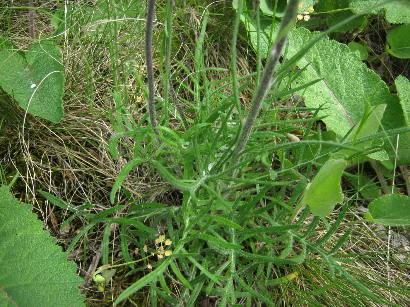 Image of Jurinea cretacea specimen.