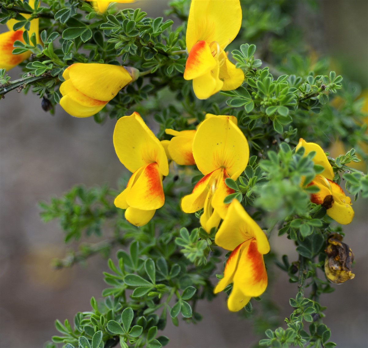 Изображение особи Sarothamnus scoparius.