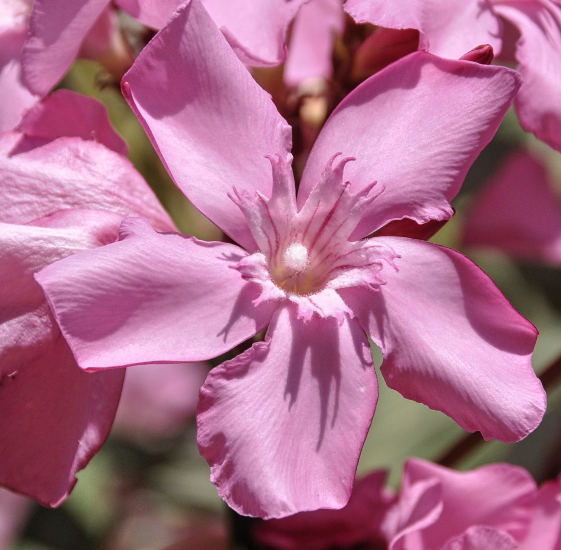 Изображение особи Nerium oleander.