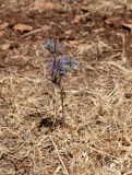 Eryngium creticum