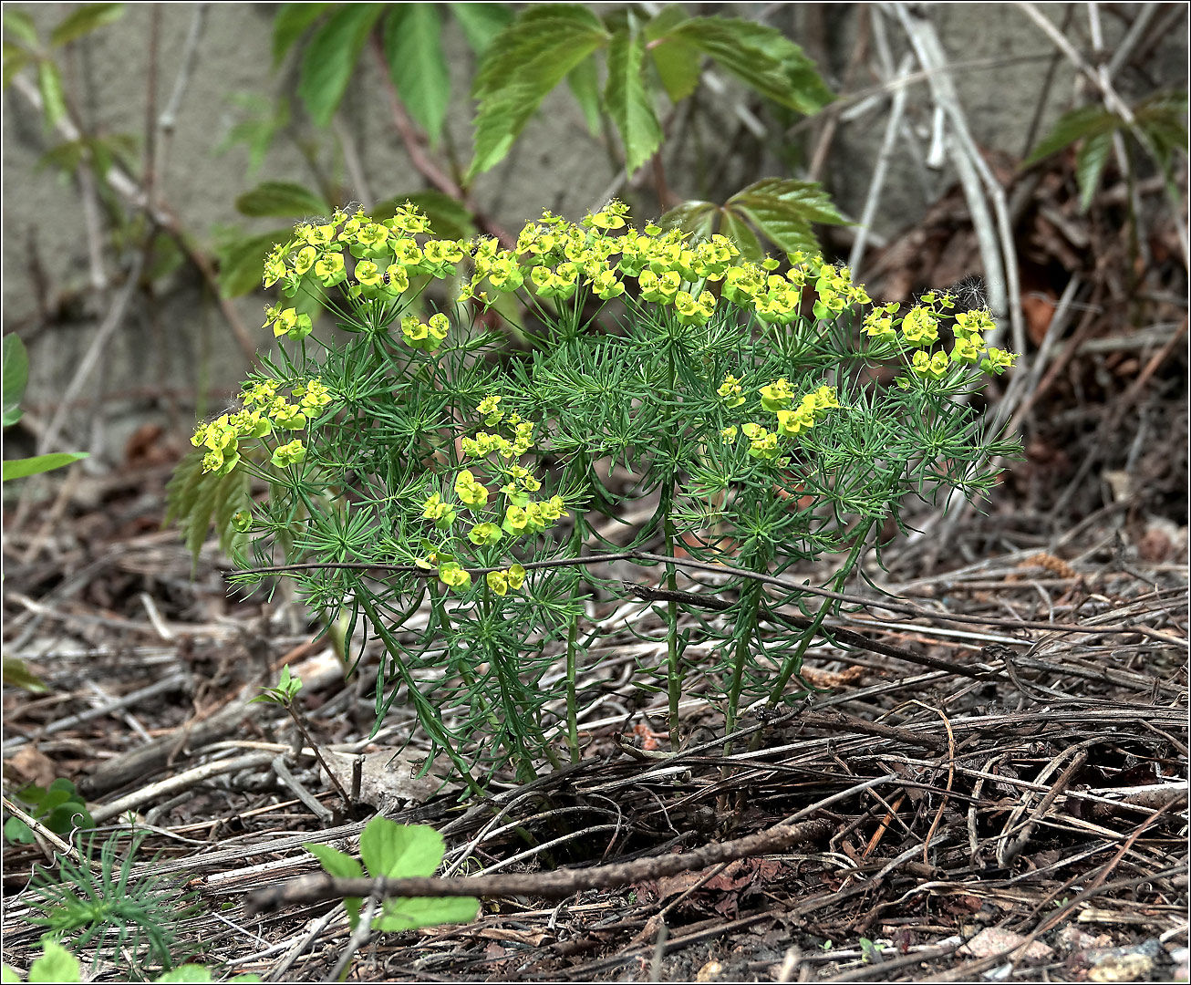 Image of Euphorbia cyparissias specimen.