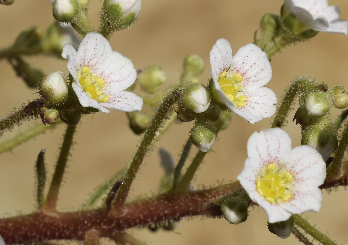 Image of Saxifraga longifolia specimen.