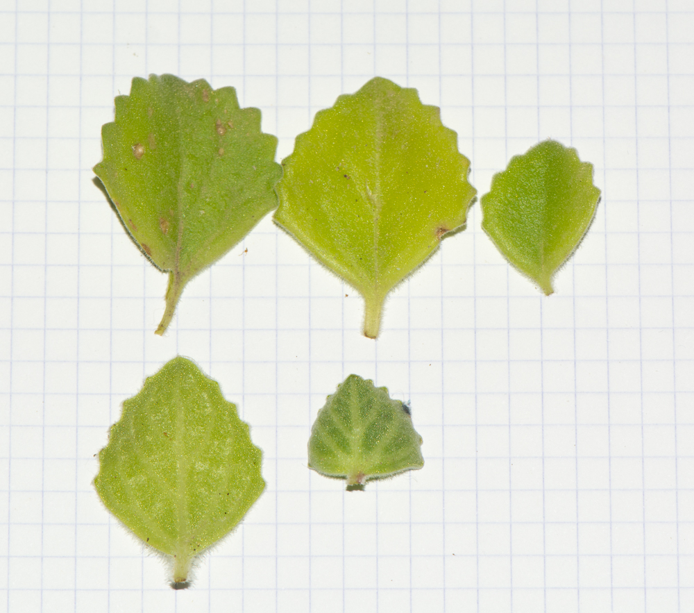 Image of Coleus australis specimen.