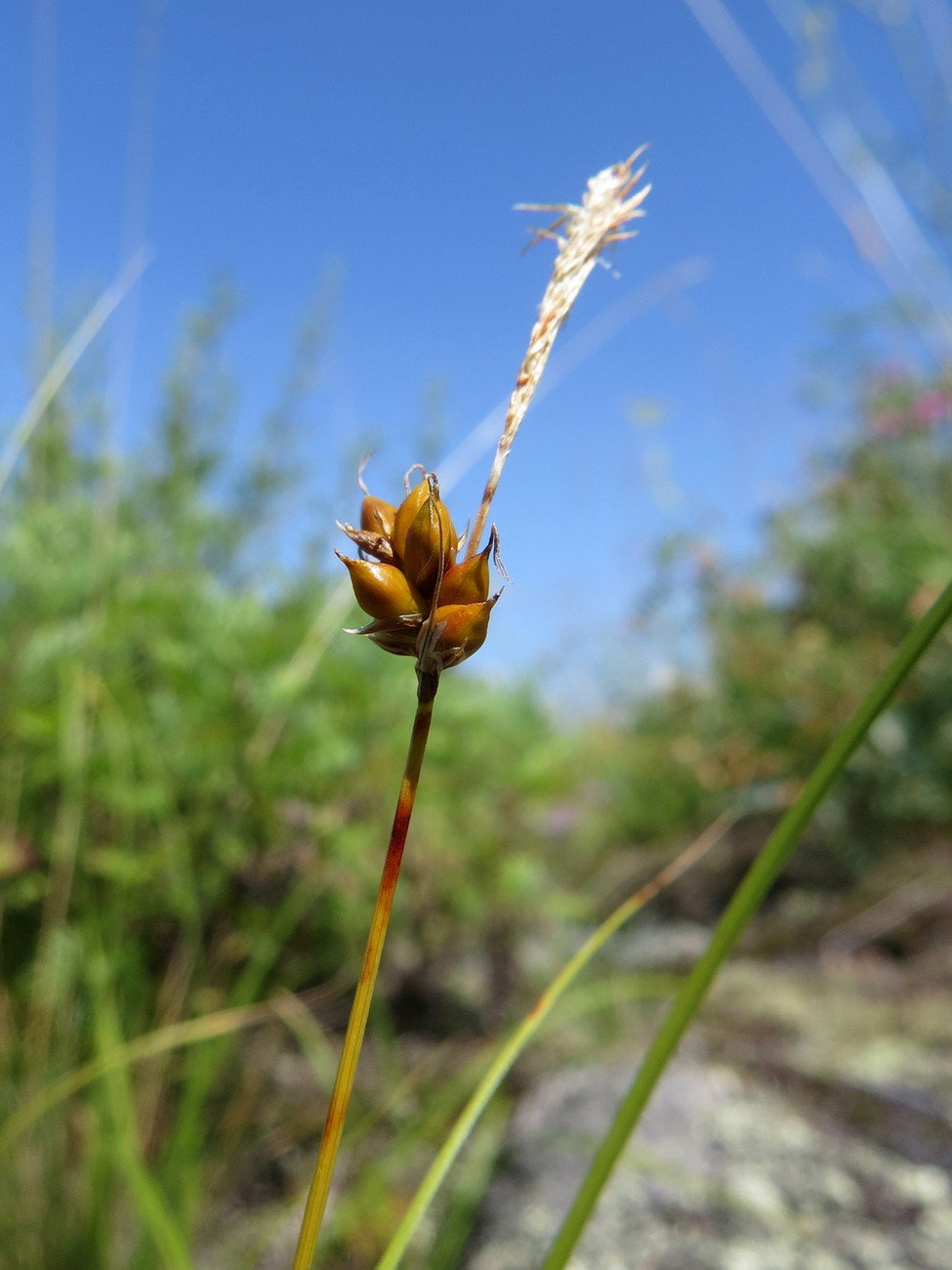 Изображение особи Carex supina.