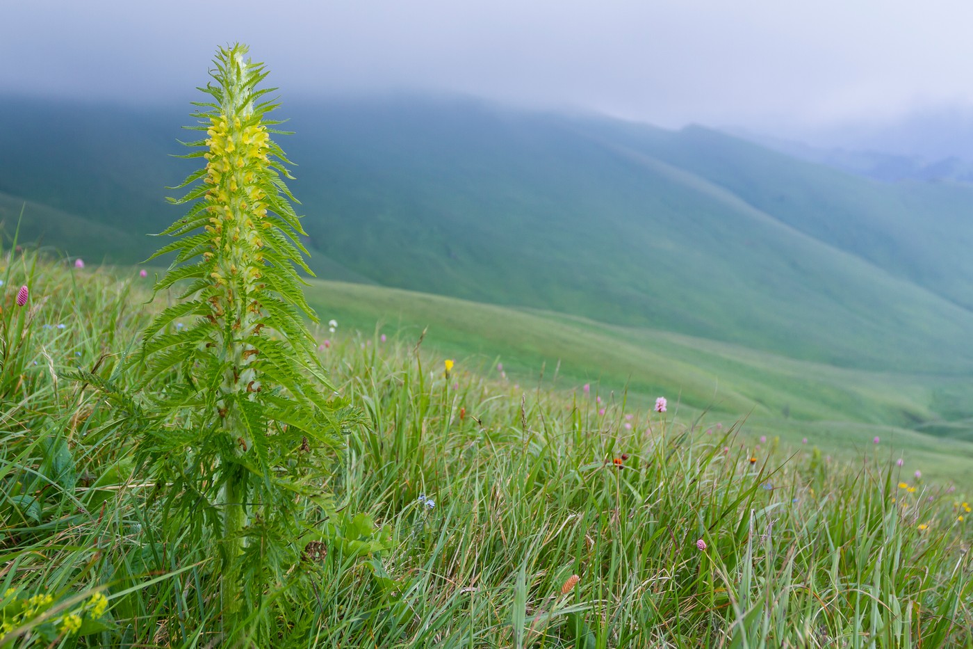 Изображение особи Pedicularis condensata.