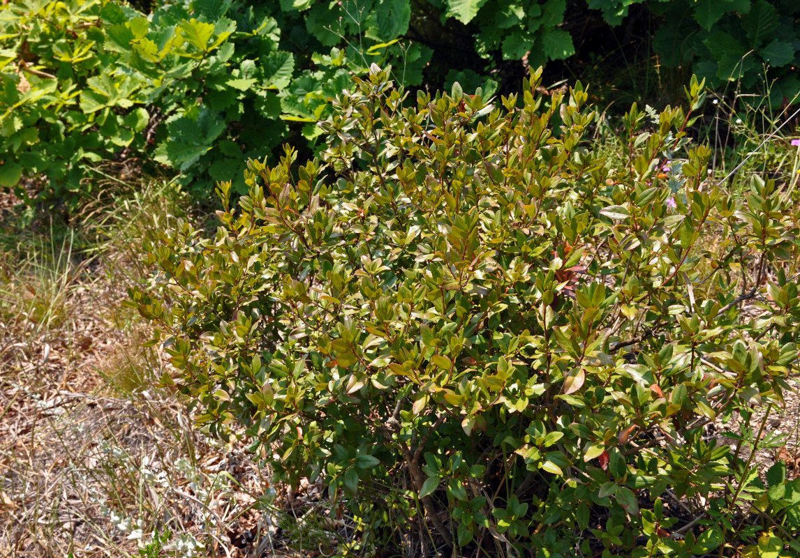 Изображение особи Rhododendron dauricum.