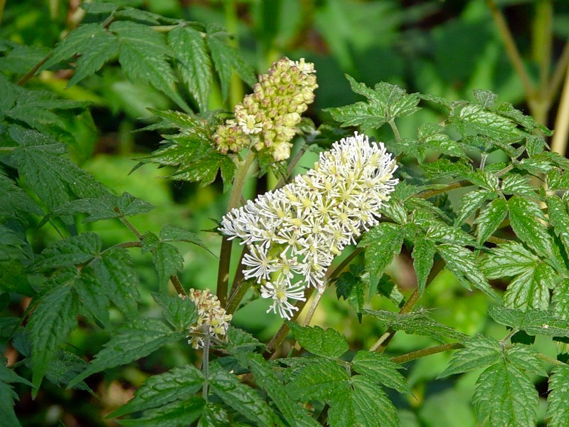 Изображение особи Actaea erythrocarpa.