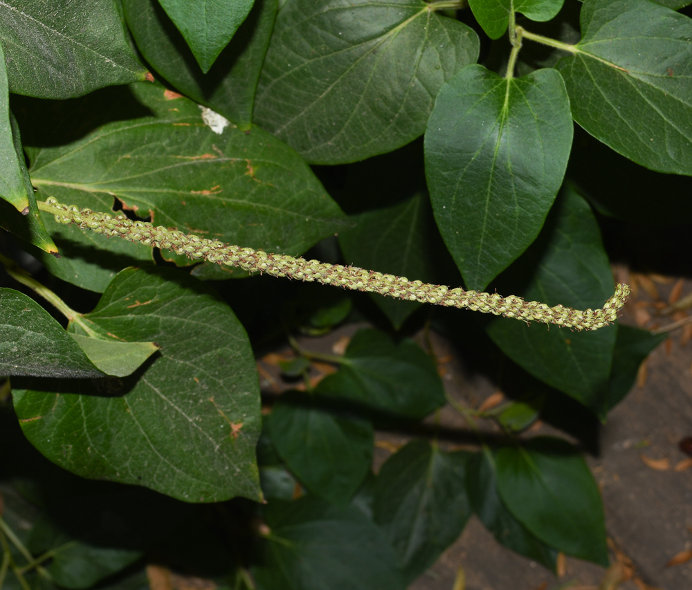 Image of Saururus cernuus specimen.