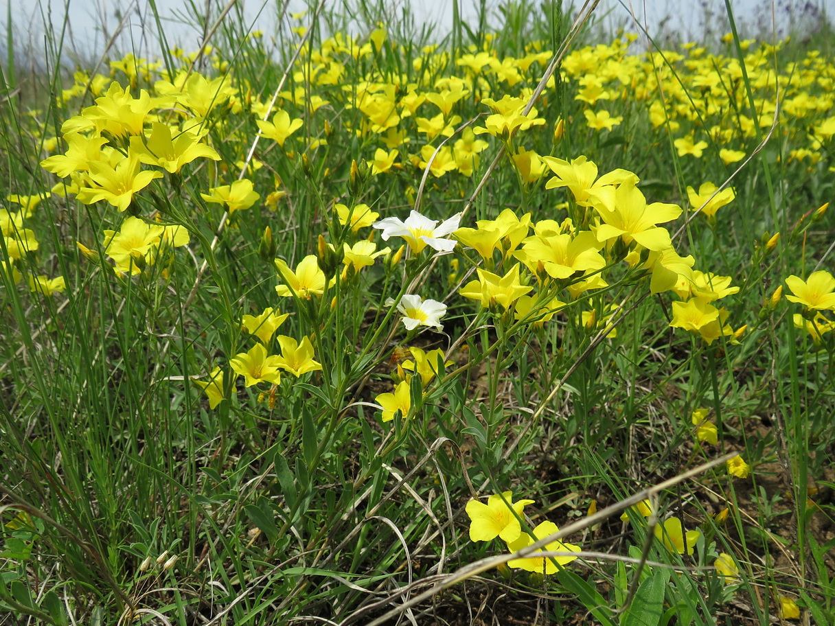 Image of Linum czernjajevii specimen.