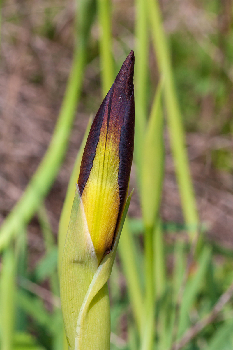 Image of Iris atropurpurea specimen.