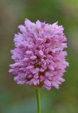 Bistorta carnea