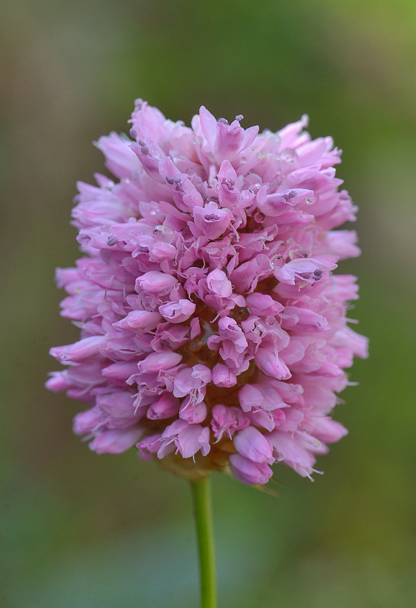 Изображение особи Bistorta carnea.