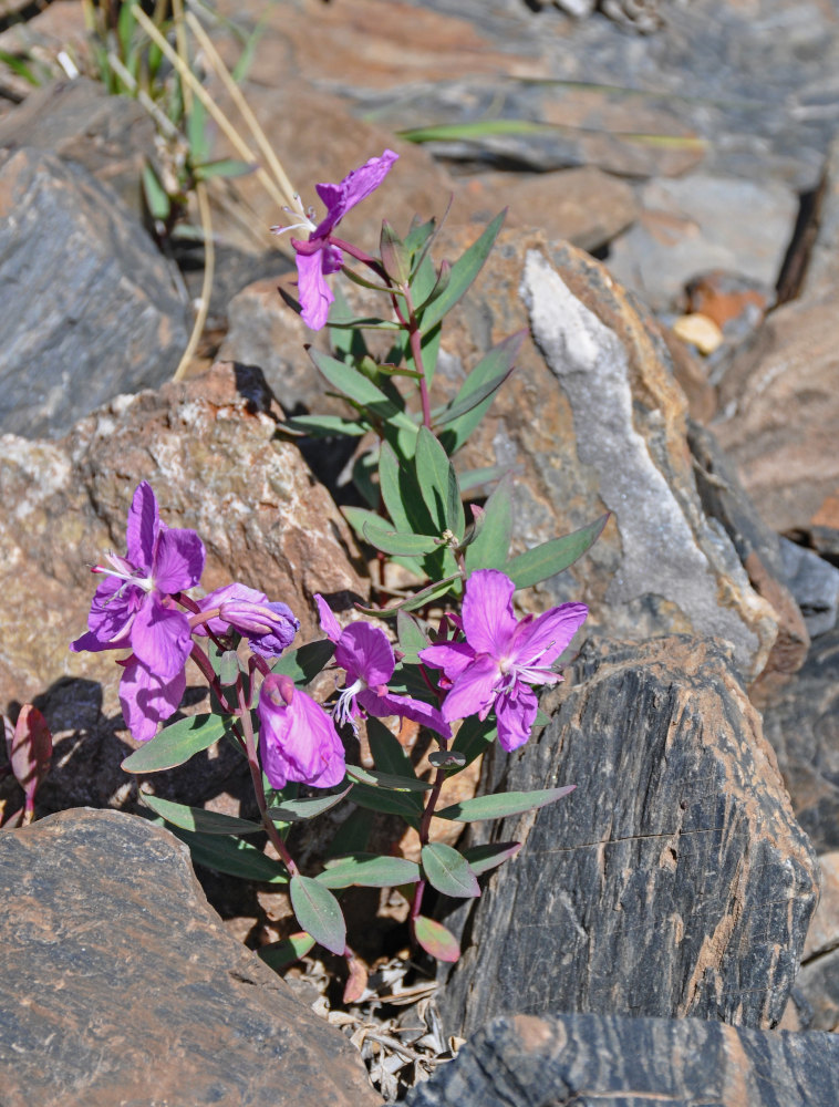 Image of Chamaenerion latifolium specimen.