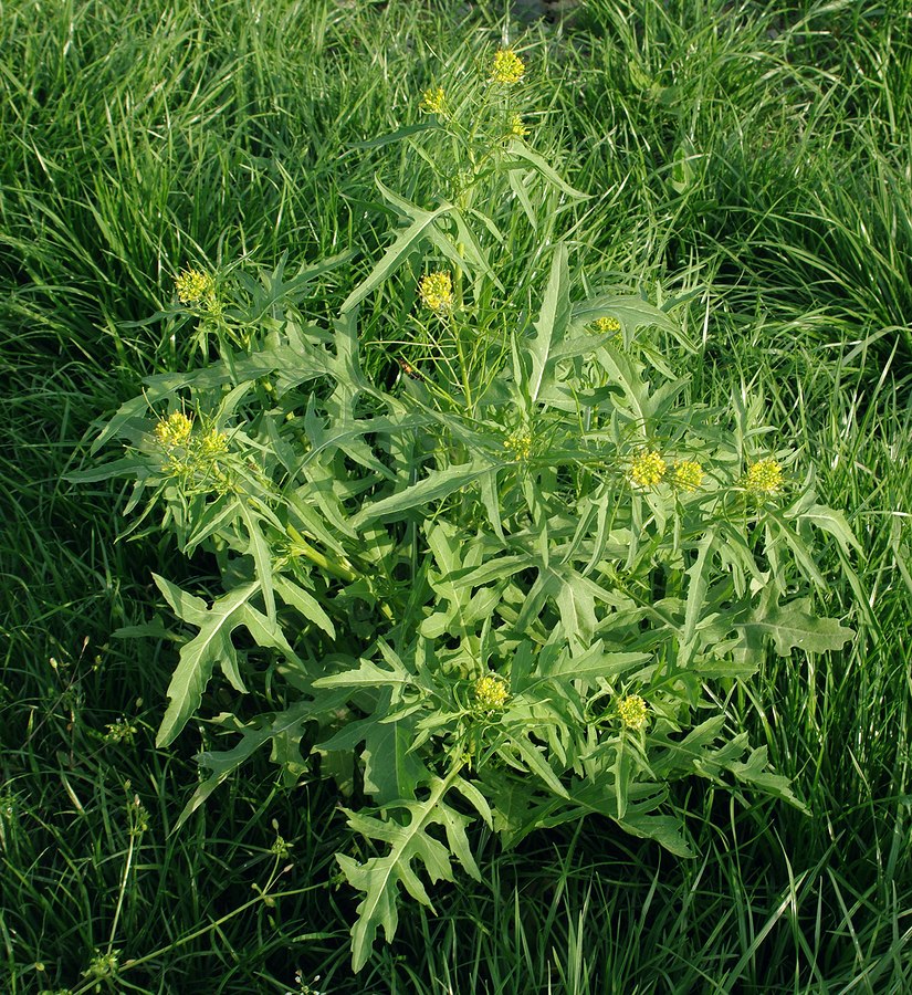 Image of Sisymbrium irio specimen.