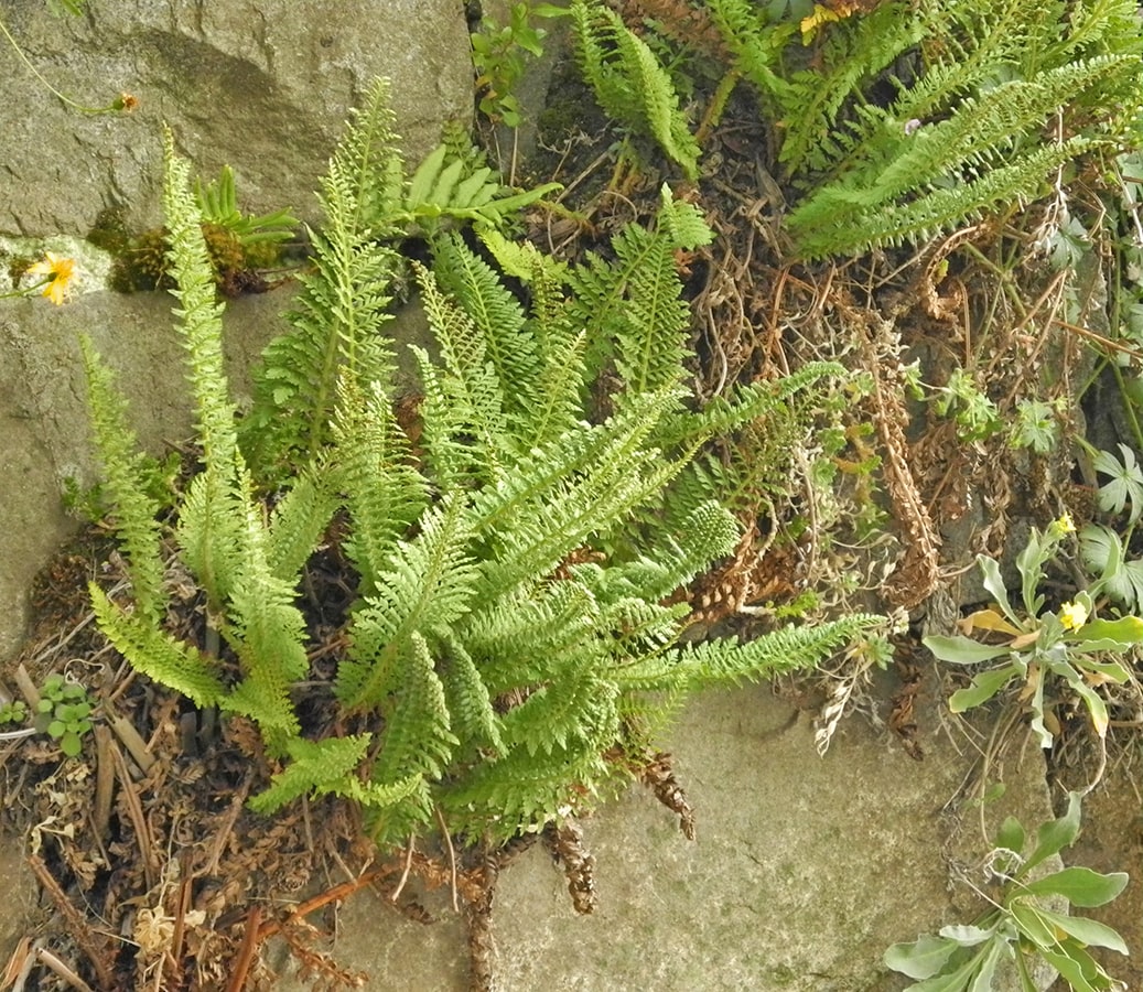 Image of Polystichum plicatum specimen.