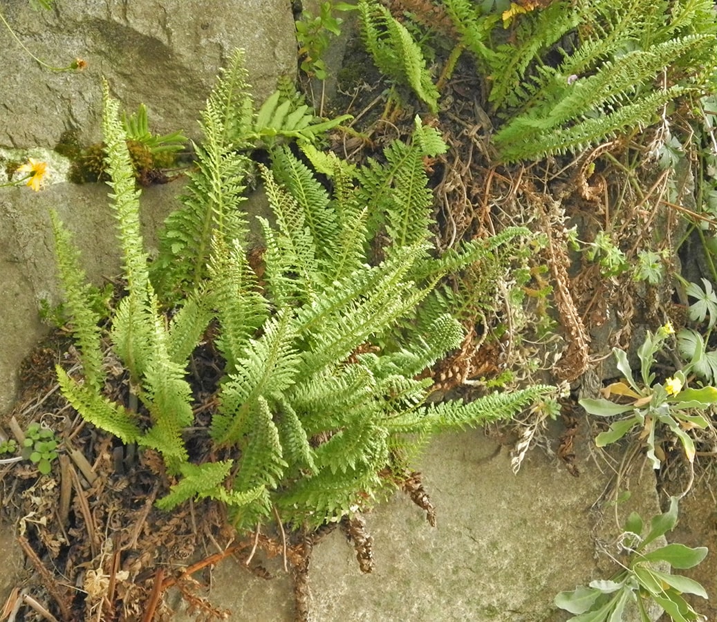 Изображение особи Polystichum plicatum.