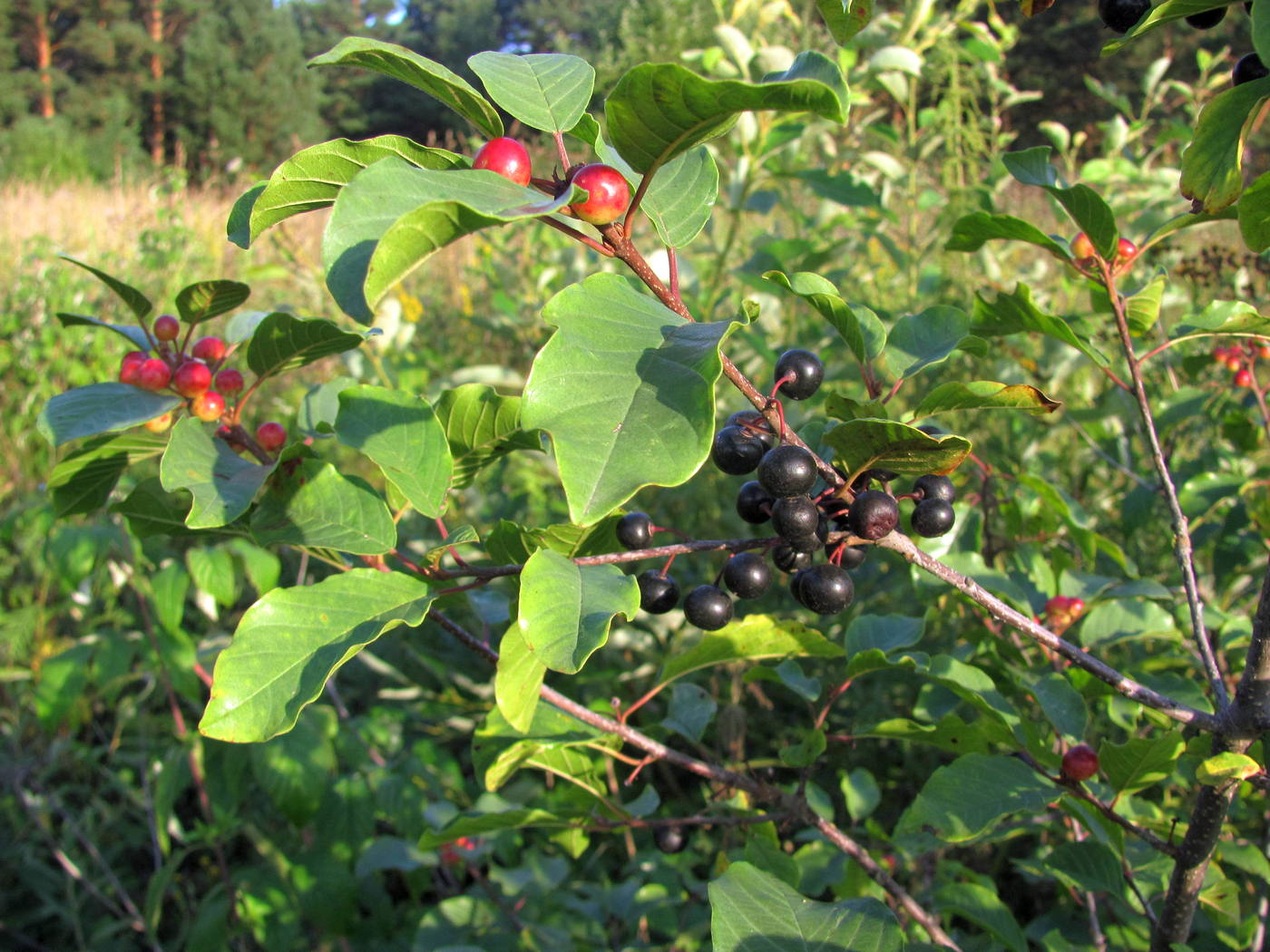 Image of Frangula alnus specimen.