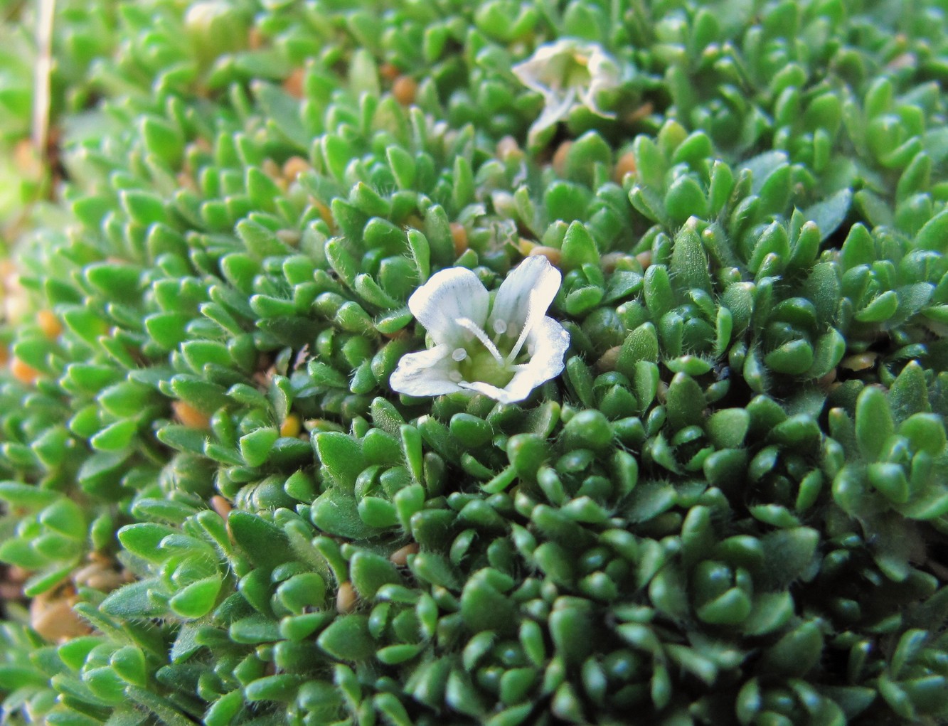 Image of Minuartia brotheriana specimen.