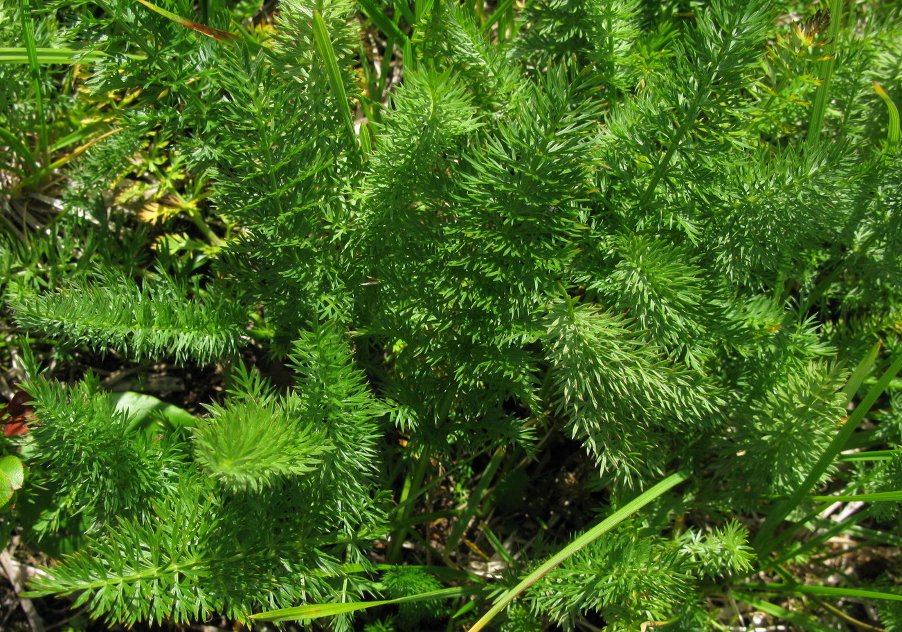 Image of Schulzia crinita specimen.