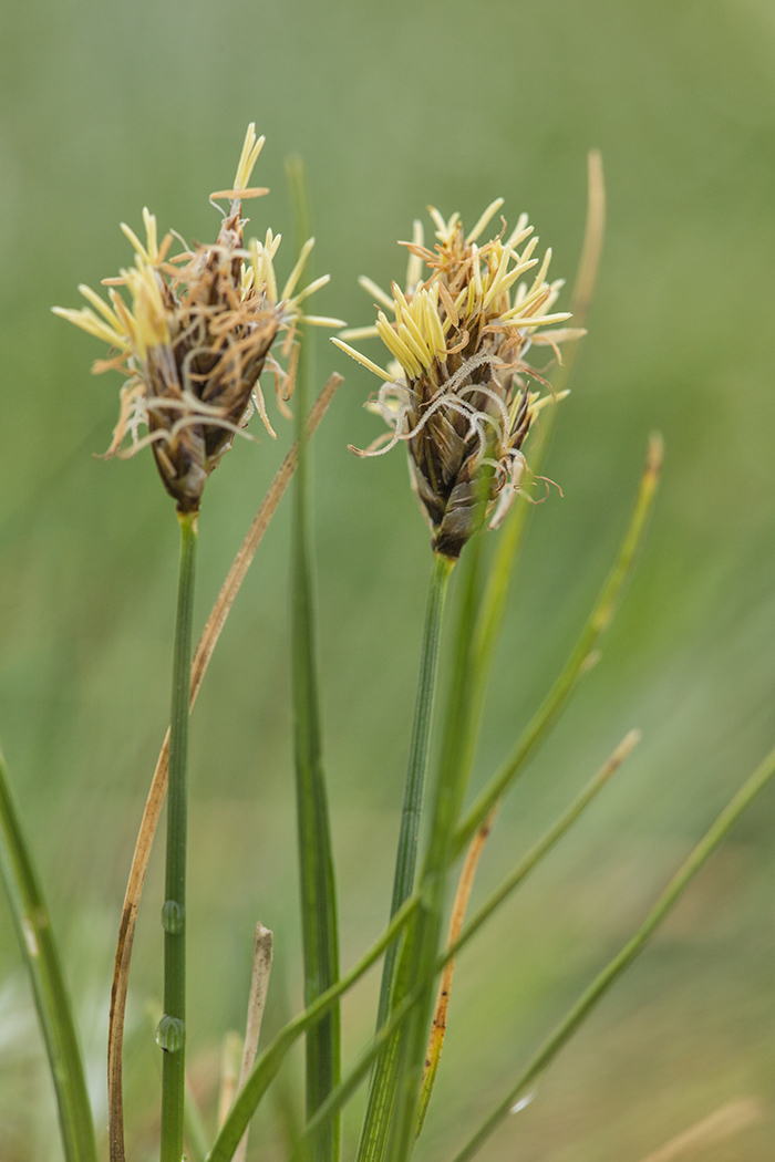 Изображение особи Carex stenophylla.