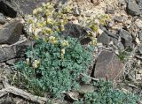 Thalictrum isopyroides