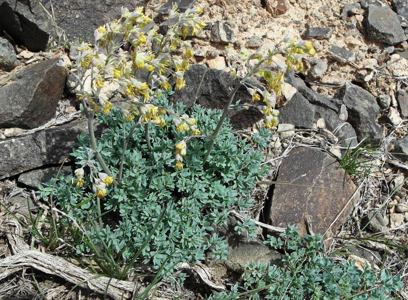 Изображение особи Thalictrum isopyroides.