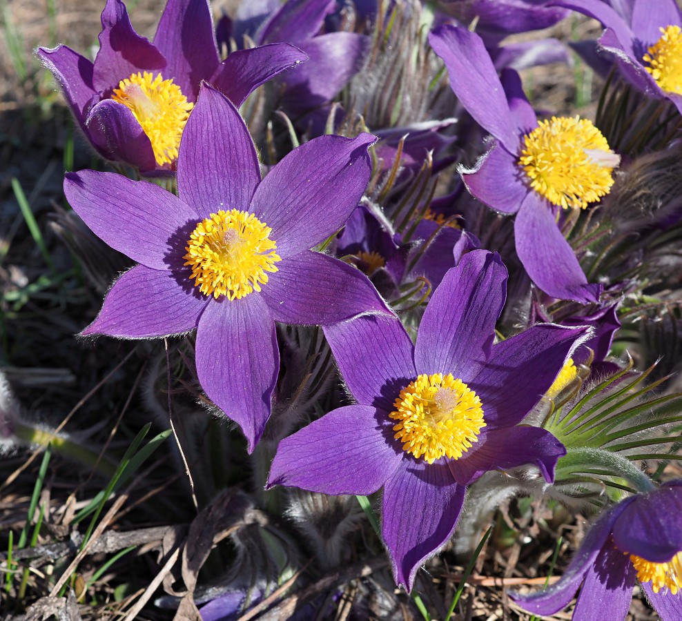 Image of Pulsatilla patens specimen.