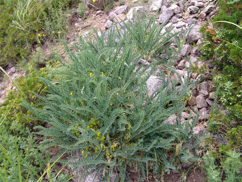 Изображение особи Astragalus polyphyllus.