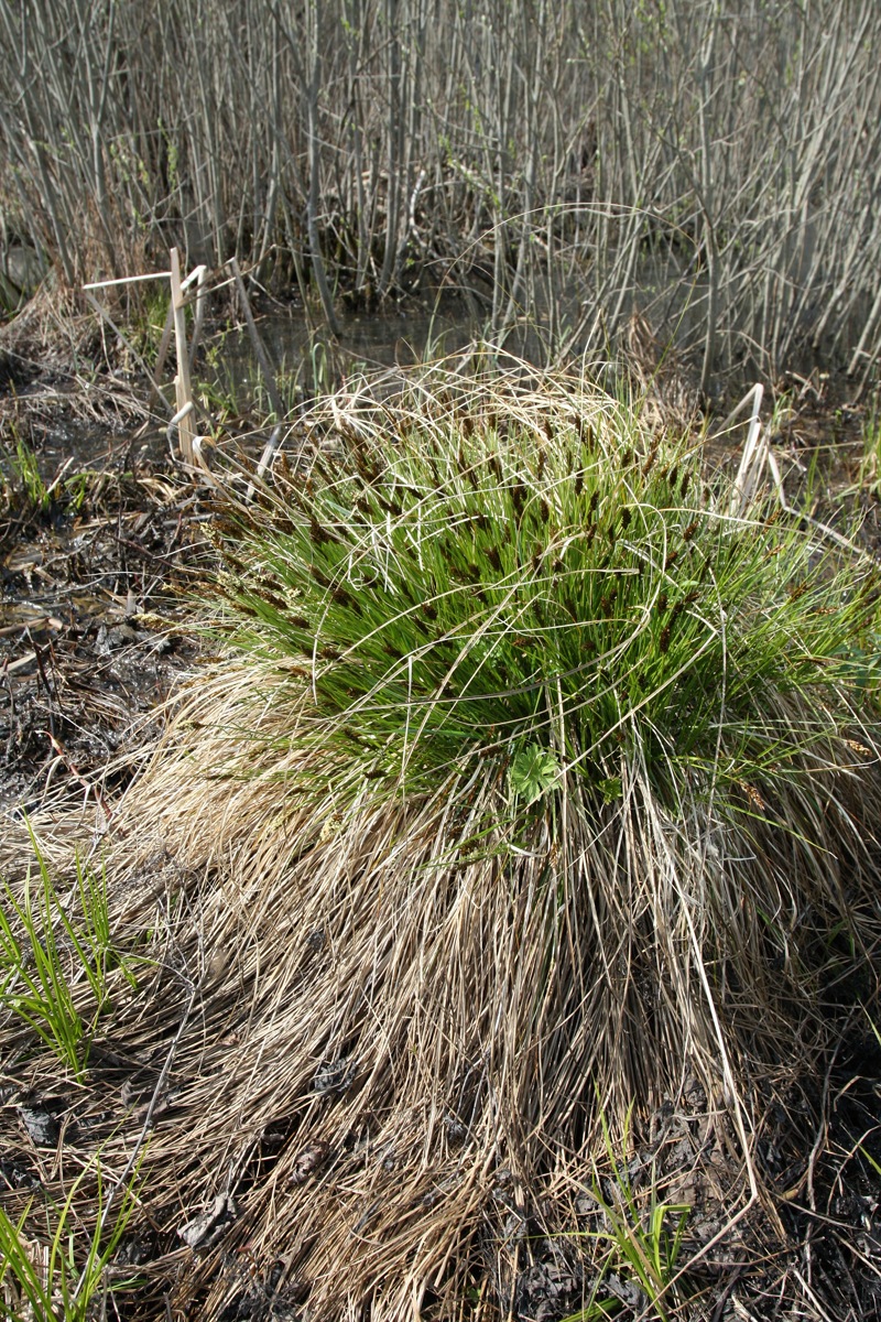 Изображение особи Carex appropinquata.