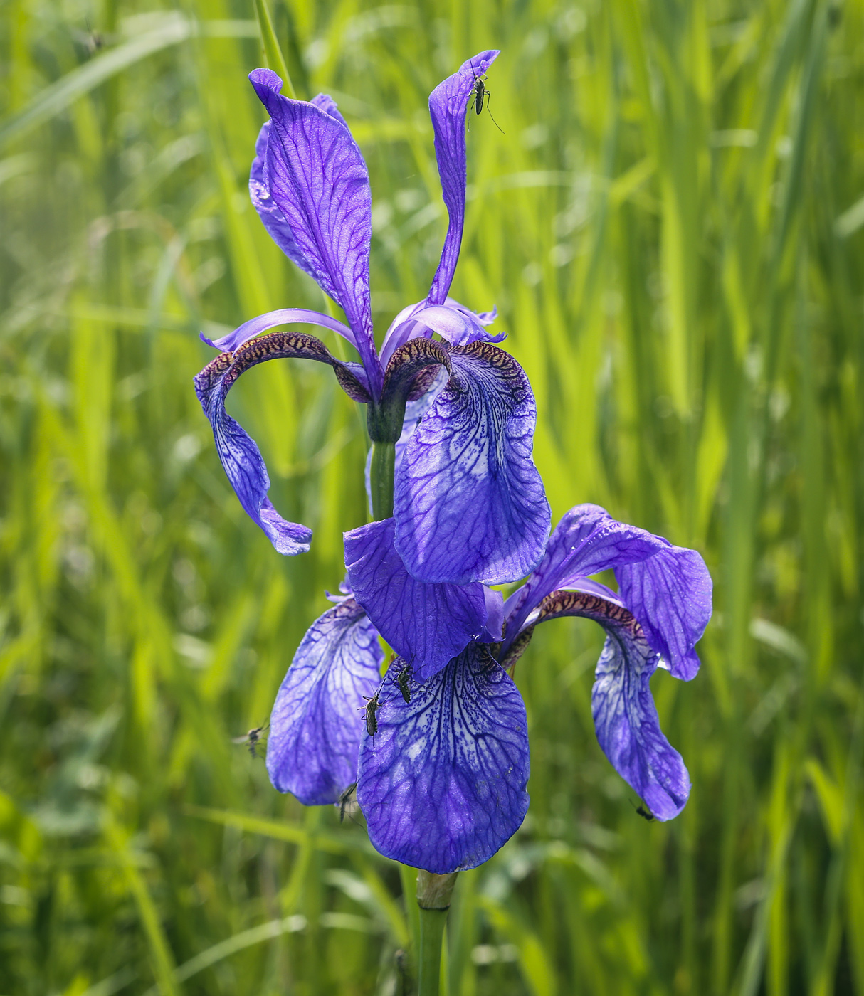 Изображение особи Iris sibirica.