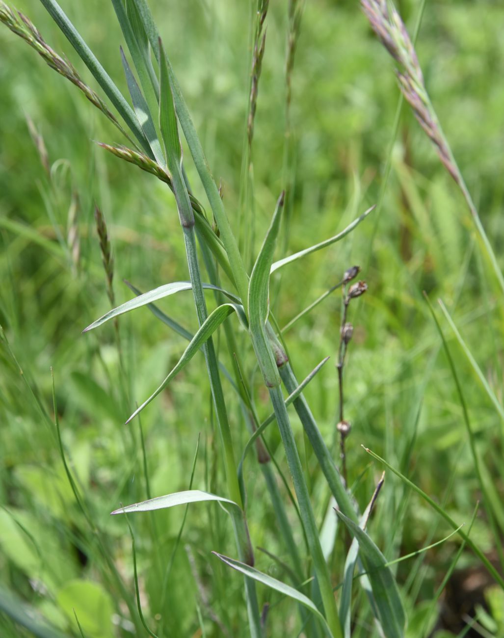 Изображение особи Dianthus ruprechtii.