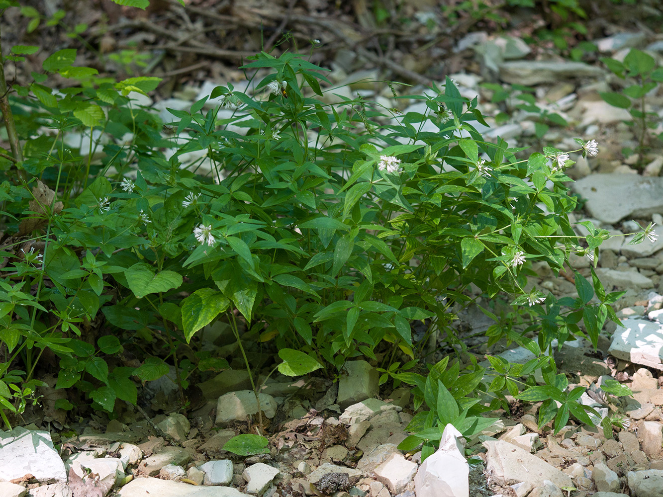 Изображение особи Asperula caucasica.