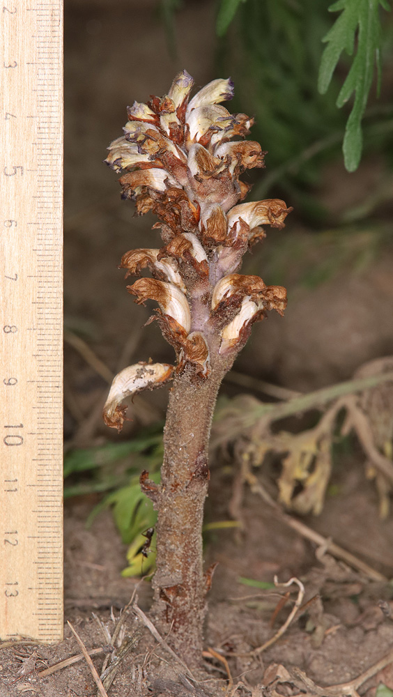 Image of Orobanche cumana specimen.