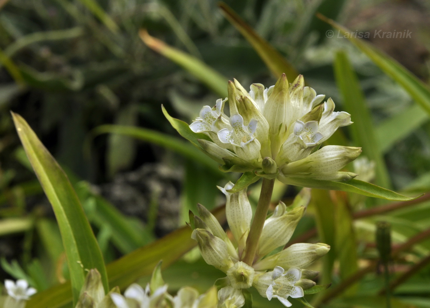 Image of Gentiana olgae specimen.