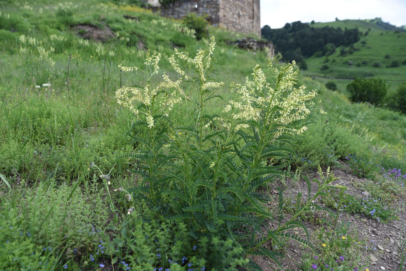 Image of Astragalus galegiformis specimen.