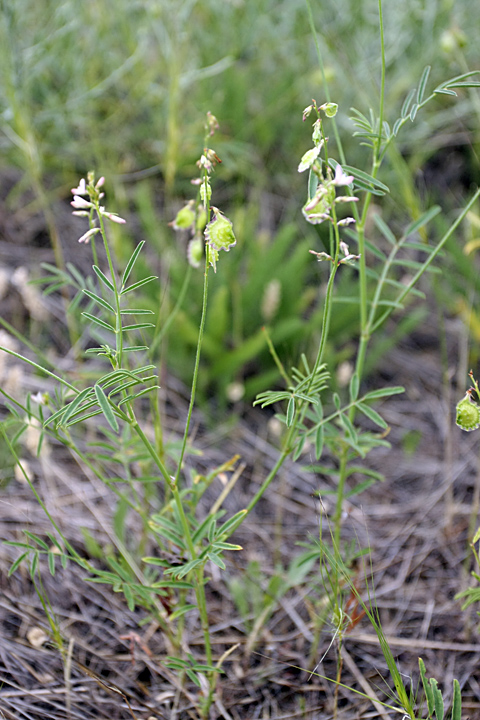 Image of Onobrychis pulchella specimen.
