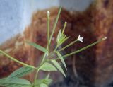 Epilobium pseudorubescens. Верхушка цветущего растения. Пермский край, г. Пермь, Свердловский р-н, хоз. двор муниципального предприятия. 02.09.2022.