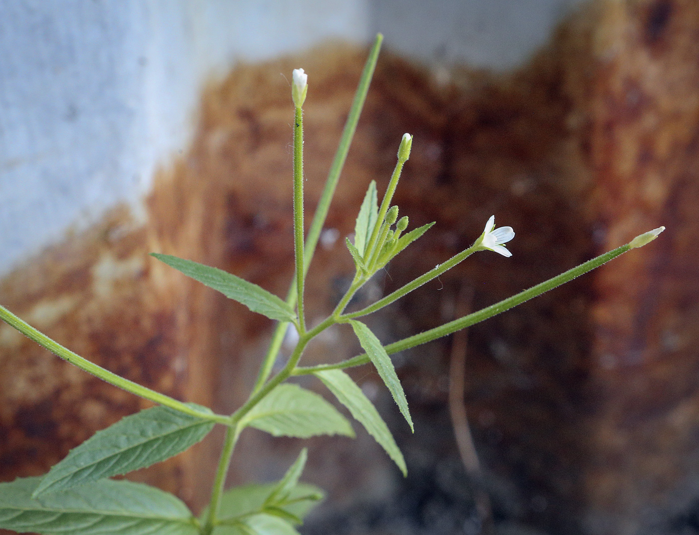 Image of Epilobium pseudorubescens specimen.