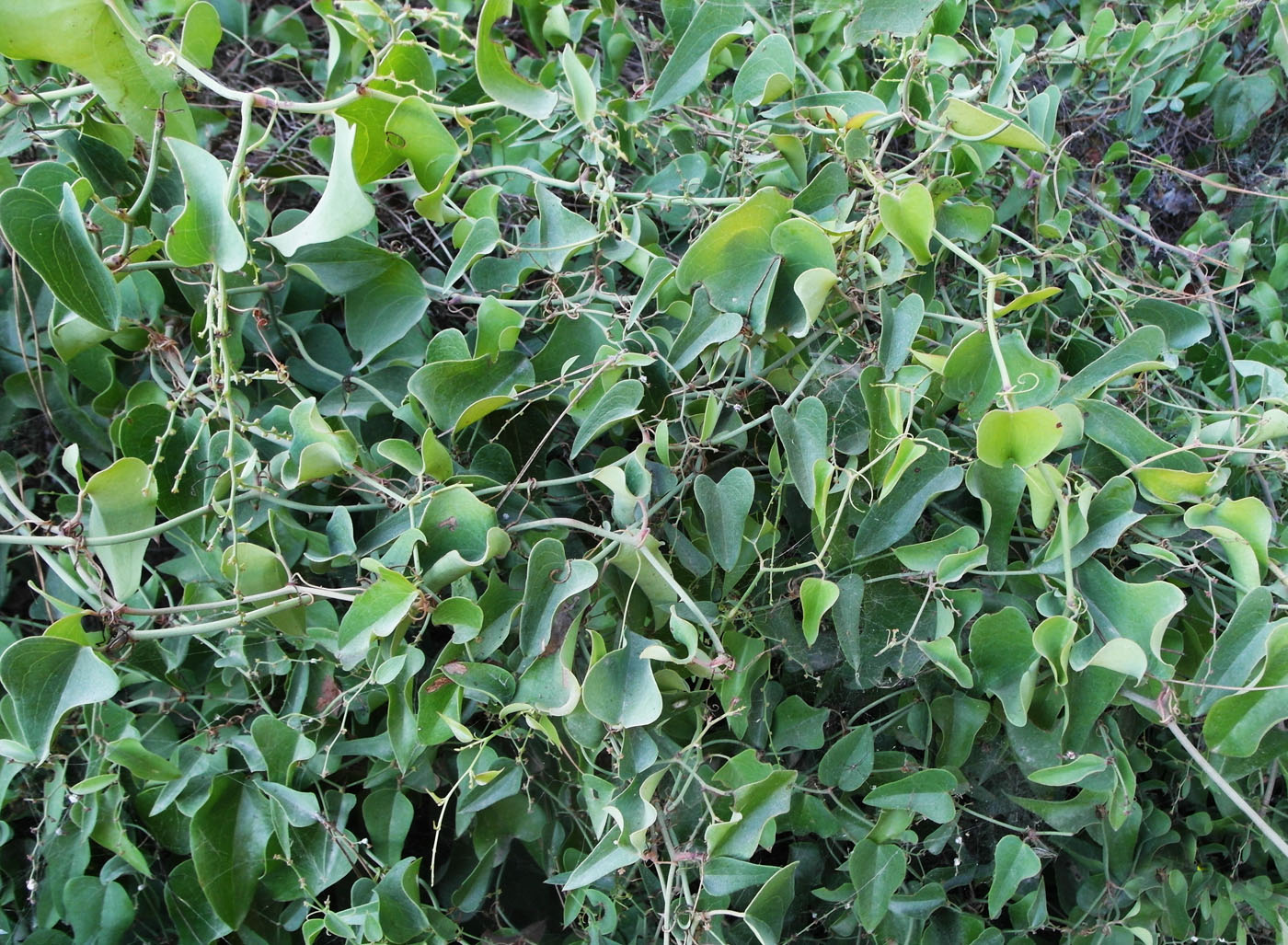 Image of Smilax aspera specimen.