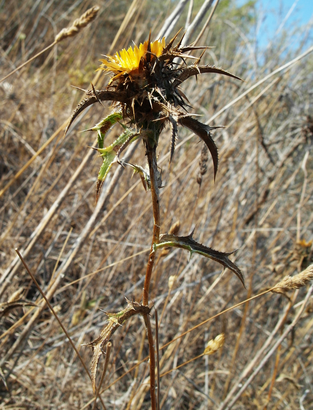 Image of Carlina corymbosa specimen.