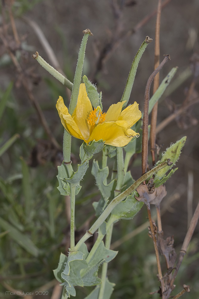 Изображение особи Glaucium flavum.