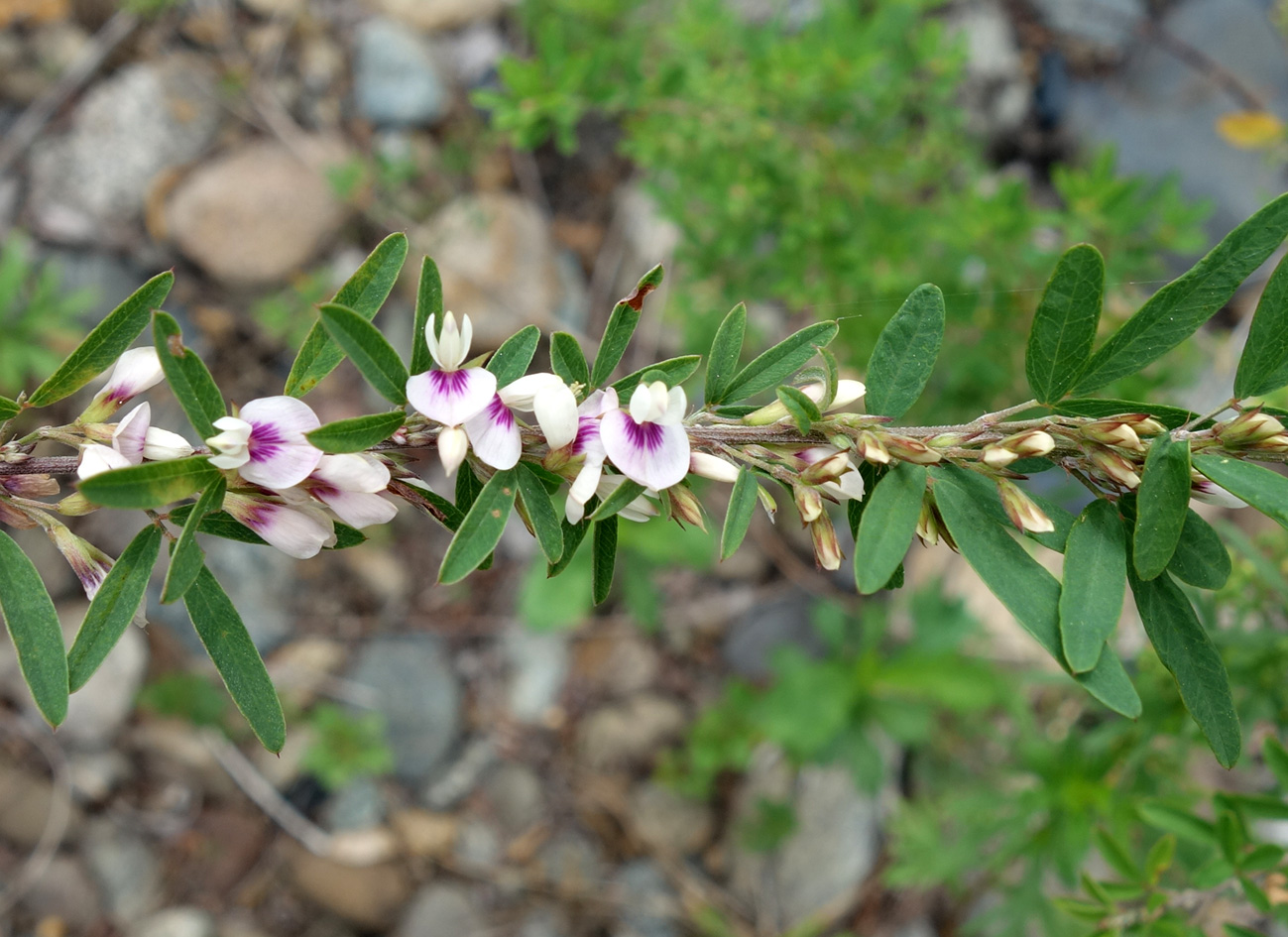 Image of Lespedeza juncea specimen.