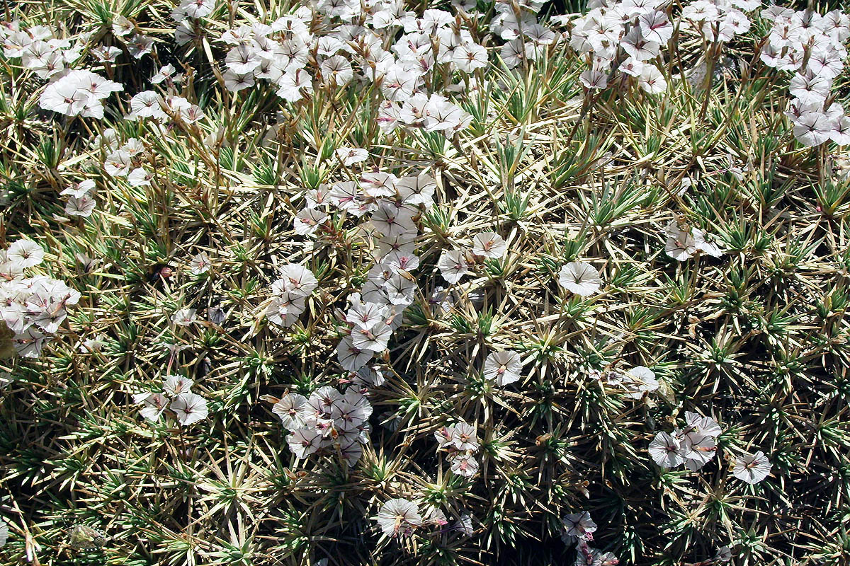 Image of genus Acantholimon specimen.
